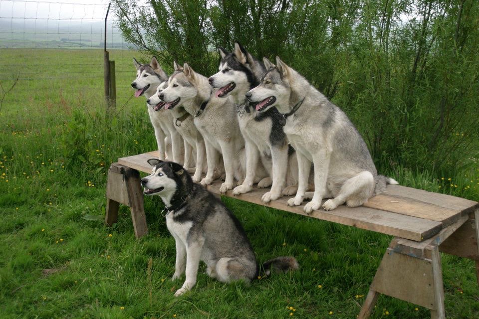 letsgoguideUK's tweet photo. Ever wanted to go #sledging with #huskeys? Well now you can, visit Sonia @HorseAndHusky for a fantastic day out on #Millom #beach https://t.co/PymQfQpH6x