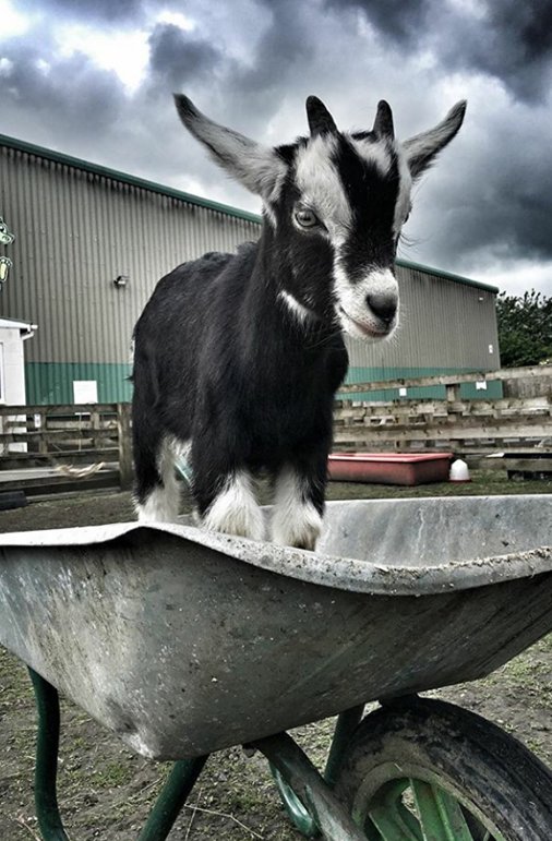 #NLandHour Our #Animals are loving the good weather, and are creating mischief in the barnyard!!! 'Meercats #Goats #Pigs #Alpacas