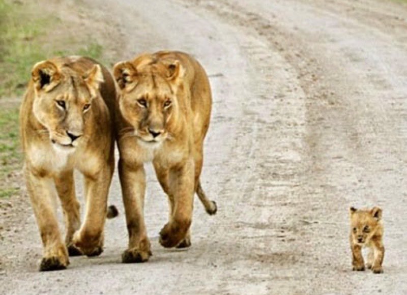 Check this out.....isn't it a fabulous pic? [See ALL our best cat Pix here - bit.ly/BestCatPics]