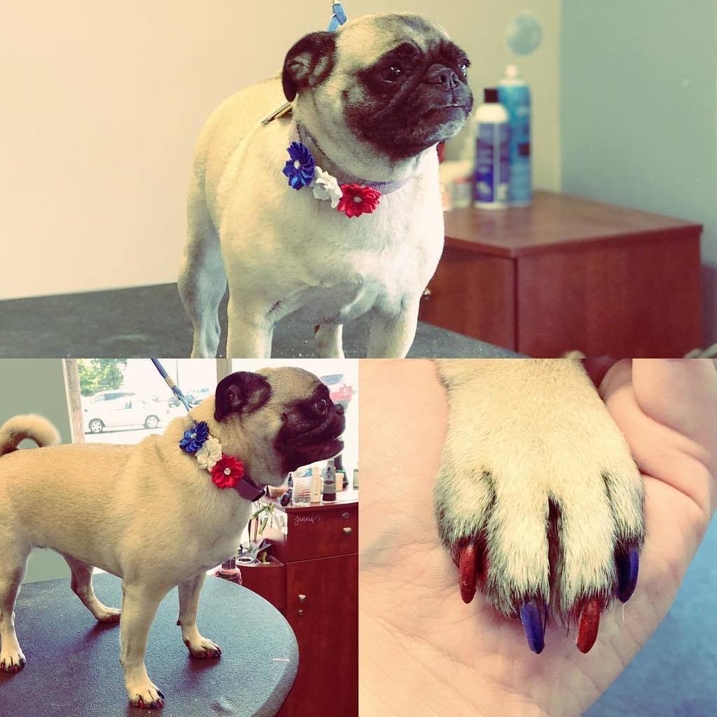 KeystonePet's tweet image. We're getting ready for the 4th of July!!! What a firecracker! 🇺🇸 #july4th #4thofjuly