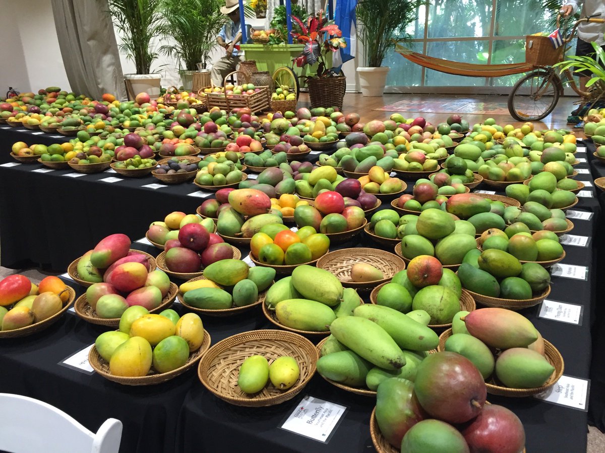 thadfoote's tweet photo. A display second to none in the world.. 3 days to the Mango Fest (this Sat-Sun) @FairchildGarden https://t.co/AwLxjN4Sea