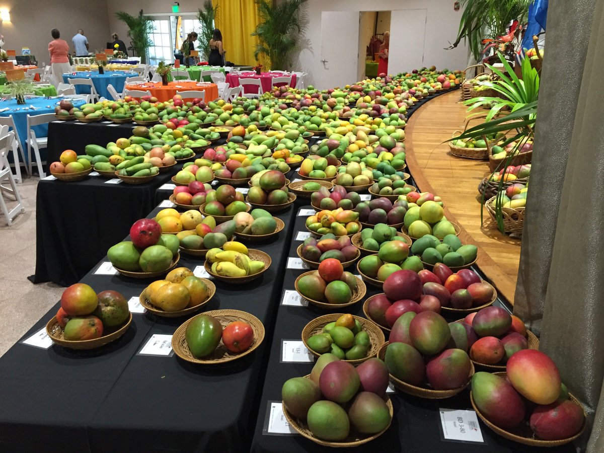 A display second to none in the world.. 3 days to the Mango Fest (this Sat-Sun) <a href="/FairchildGarden/">Fairchild Garden</a>