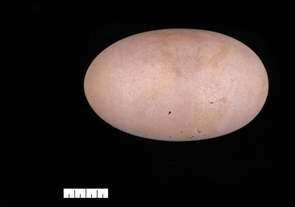 scienceanglr's tweet image. How eggs got their #shapes: #Adaptations for flight may have driven #eggshape variety in birds bit.ly/2sRzdeY