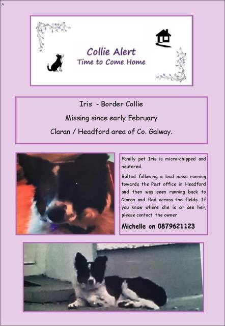 gelert01's tweet photo. #findIris Lost Border collie RT to help find her. Anyone got a drone to help? @Galwaybayfmnews @GalwayFilm @GalwayGaillimh @gbayfm #galway https://t.co/8IDxU1cenL
