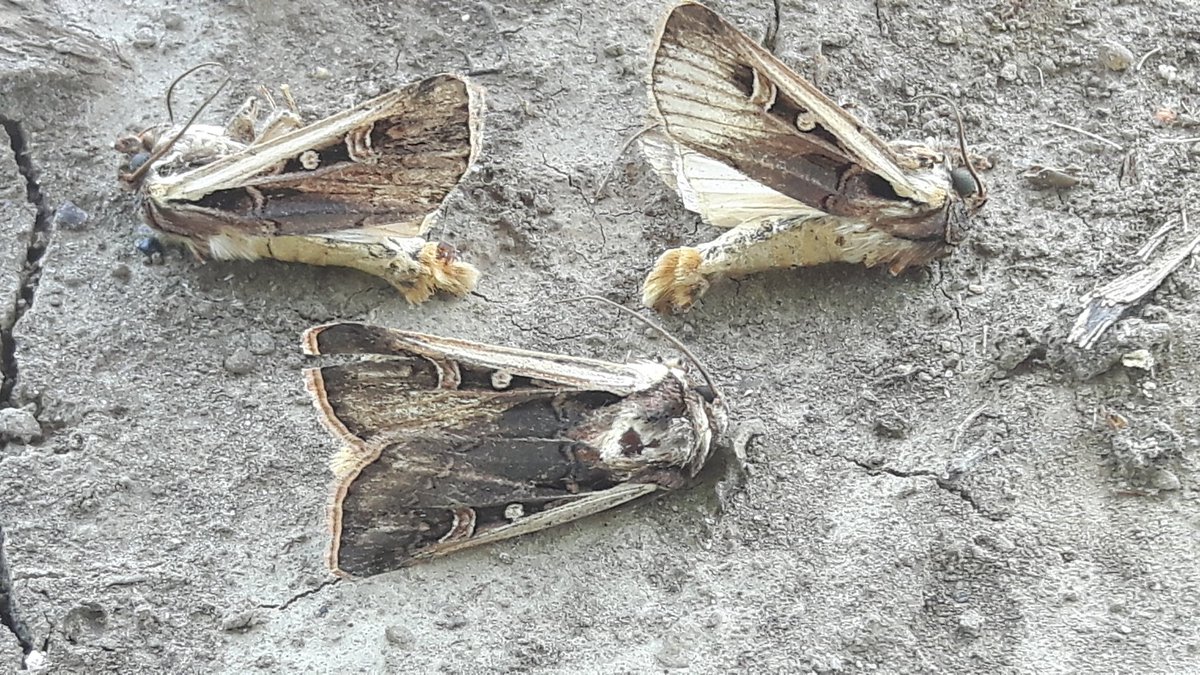 jbmoffatt200's tweet photo. Checking @GrantonBranch #wbc2017 today, notable found 3 by Granton Ontario #bugs #pests #corn #baittraps #wbc #scout16 #ontag #fromthefield https://t.co/1R2rxwbkuK