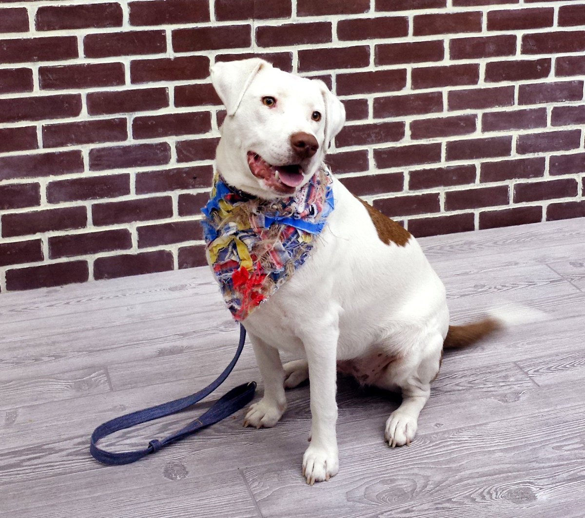 TweetMisterMigs's tweet photo. Sweet Pearl is wearing a new bandana from our upcoming TATTERED collection! Follow the story on our website at https://t.co/5rucUSmpOw #dogs https://t.co/nqxrrMI9kW