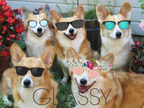 Block out the haters with <a href="/glassysunhaters/">Glassyeyewear</a>! Check out the glassy collection at daddiesboardshop.com/brand/glassy 😎🐶