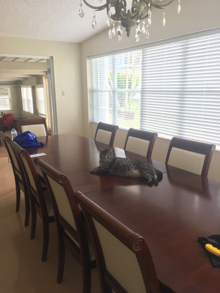 SkyBass47's tweet photo. In my new house #princesssky #babykittypuertorico https://t.co/zxUwEEY0wD