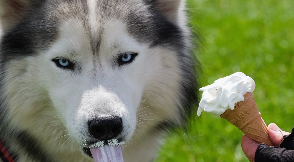 These are the 10 states with the fattest dogs and cats bit.ly/2tqbCDz https://t.co/xGEOfKWsVK