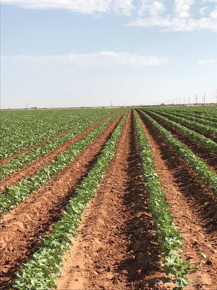 Ericram81's tweet photo. Dynagro 3385B2XF just south of whiteface #cotton #dynagroseed #extendflex https://t.co/Mw7Ha2gIAW