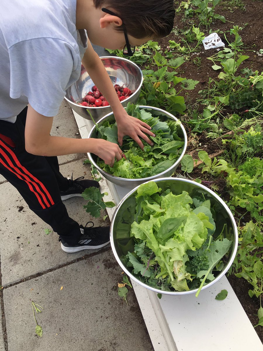 DanielMar785's tweet photo. Pulled up the classroom garden today with students from @43EagleMountain great learning opportunity and salad!#Experiential #outdoorlearning https://t.co/2CqZtzlB2j