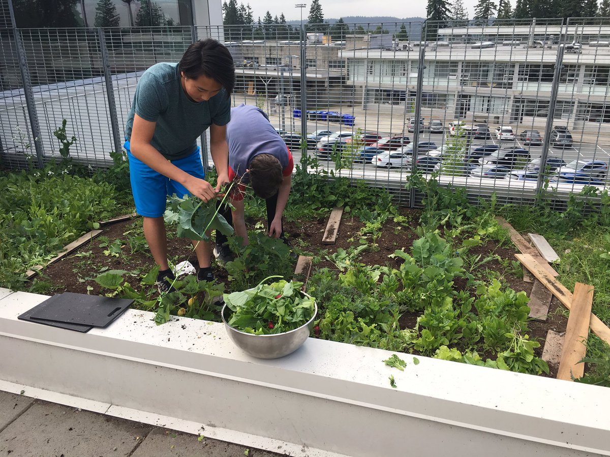 DanielMar785's tweet photo. Pulled up the classroom garden today with students from @43EagleMountain great learning opportunity and salad!#Experiential #outdoorlearning https://t.co/2CqZtzlB2j