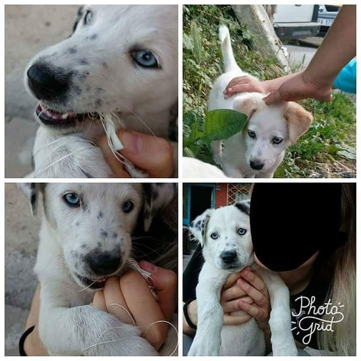masum_gozler's tweet photo. 2 BEBEK KIZIMIZ VAR.HEMDE ÖYLE ŞİRİN ÖYLE GÜZELLER KI. TALİPLERİNİ BEKLİYORUZ ÖMÜRLÜK OLMASI ŞARTIYLA. 
ORDU
ILETISIM : 537 385 01 92 https://t.co/D8sQUx4R9q