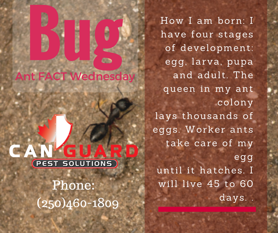 CanGuardPest's tweet photo. Another great fact: #BugFacts #PentictonBC #PestContolBC #CanGuard #YourPestControl #PestSolutionsBC https://t.co/leyJ0bYUPR https://t.co/24Vvi2hoL7