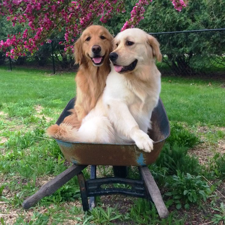 Hey, go find your own cart, brah!  #Photobomb
