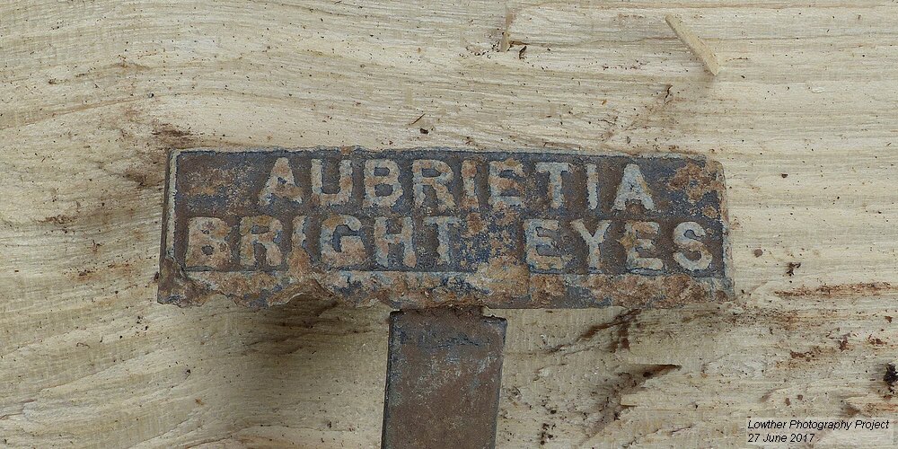 M_OgleGardener's tweet photo. We've found nearly 200 of these old plant labels in the garden since we started the project. Always a joy to uncover one from the garden. https://t.co/CAz9CzrGuv