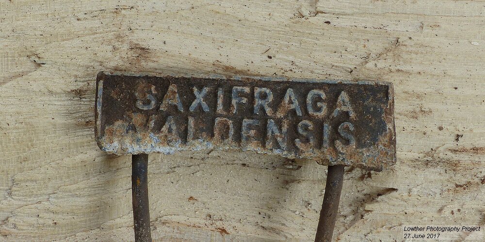 M_OgleGardener's tweet photo. We've found nearly 200 of these old plant labels in the garden since we started the project. Always a joy to uncover one from the garden. https://t.co/CAz9CzrGuv