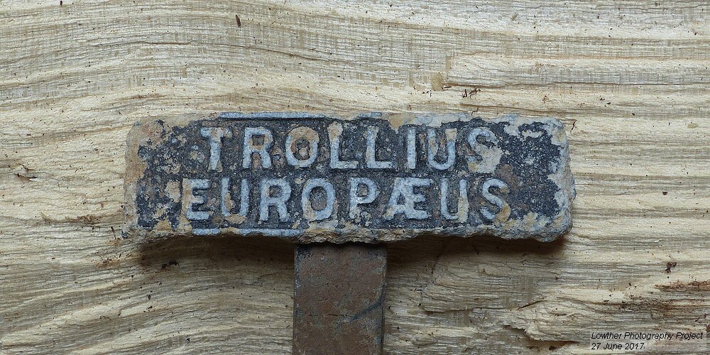 M_OgleGardener's tweet photo. We've found nearly 200 of these old plant labels in the garden since we started the project. Always a joy to uncover one from the garden. https://t.co/CAz9CzrGuv