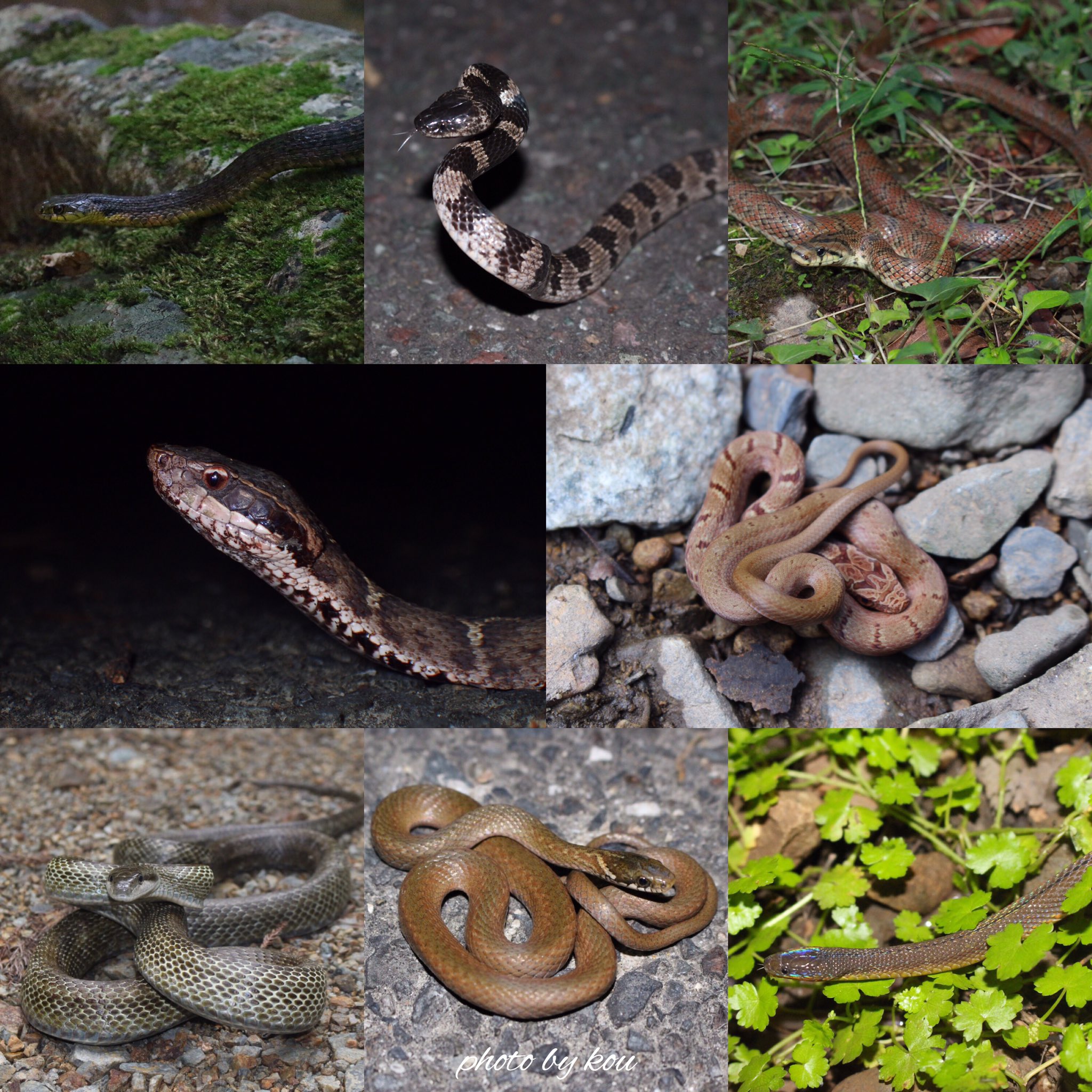 とらうつぼ 日本本土に生息する蛇たち 本土には8種類の魅力的な蛇たちが生息しています 左から順にヤマカガシ シロマダラ ジムグリ マムシ シマヘビ アオダイショウ ヒバカリ タカチホヘビ この中で唯一毒を持つ蛇はヤマカガシとマムシのみ