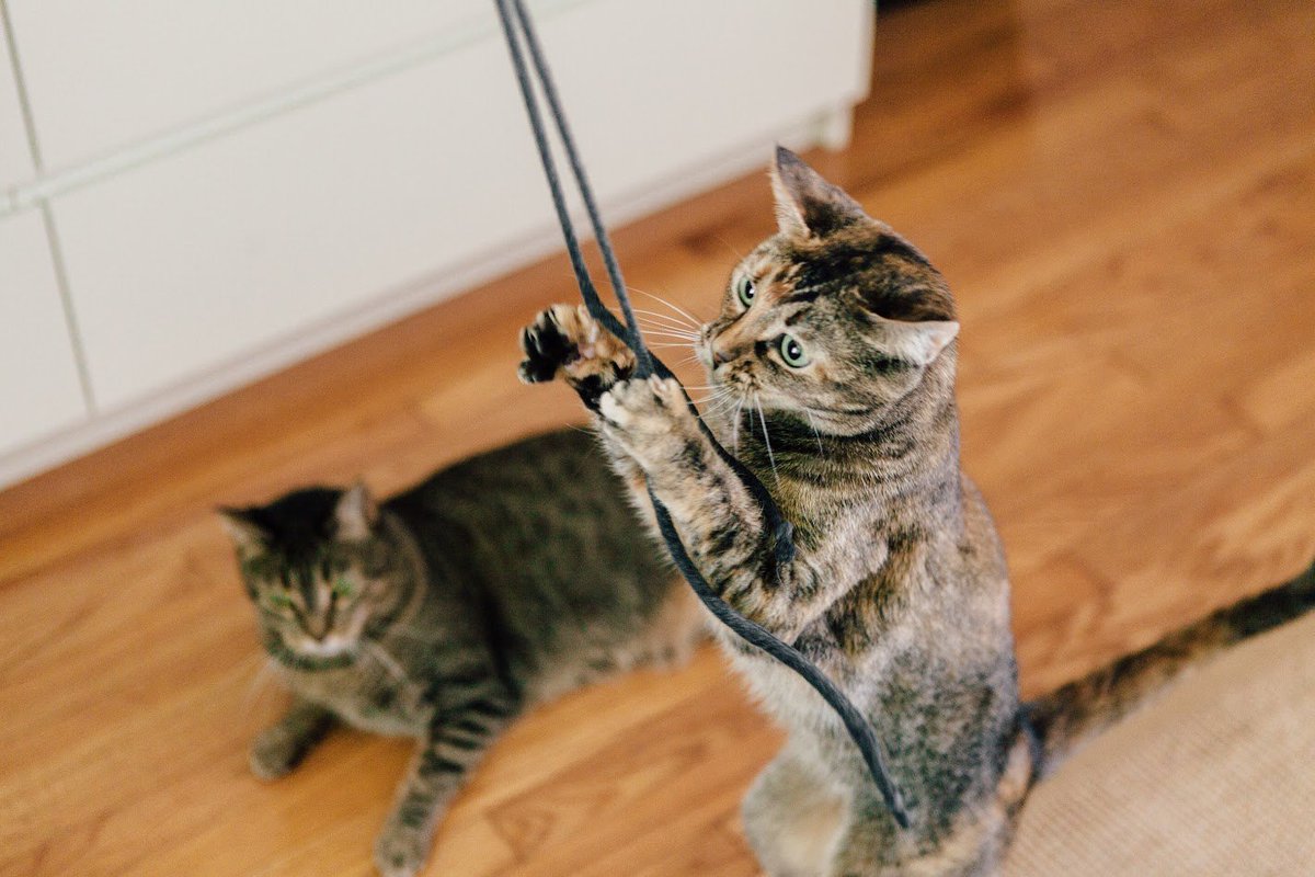 Smile7891's tweet photo. See the #IamsDifference! @IAMS cat food’s mix of ingredients contributes to healthy energy levels for your cat https://t.co/qY2xMLaRZa #ad https://t.co/xzcFMlun7L