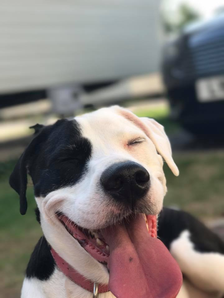 Angel the dog hopping onto your timelines with a smile to cheer you up. youre welcome