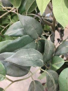 Are your silk plants just showcasing dust, dirt and grime? wowhousecleaning.com/are-your-silk-…