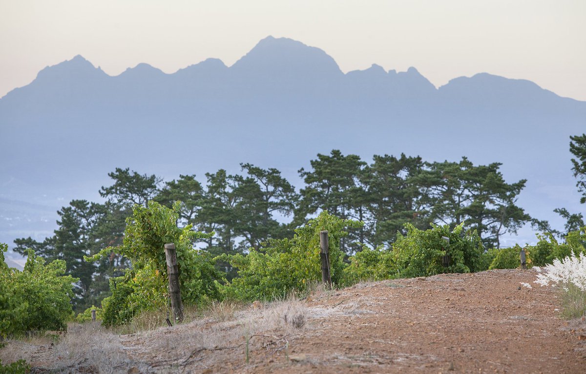 Quintessential Wines tweet media