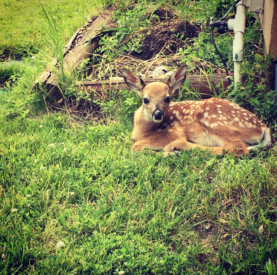 Fawn spotted (literally) near Grand Forks! 📷: wisdomgrowers (IG)