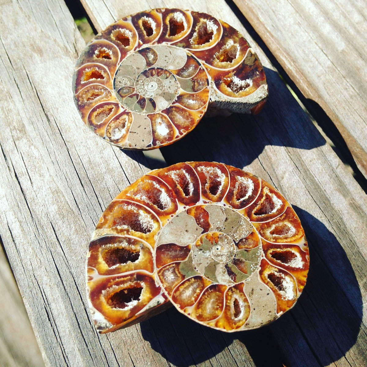Fates_Treasures's tweet photo. #ammonite #fossil pair now available. link in BIO! #fatestreasures https://t.co/X4R3v3nRGo