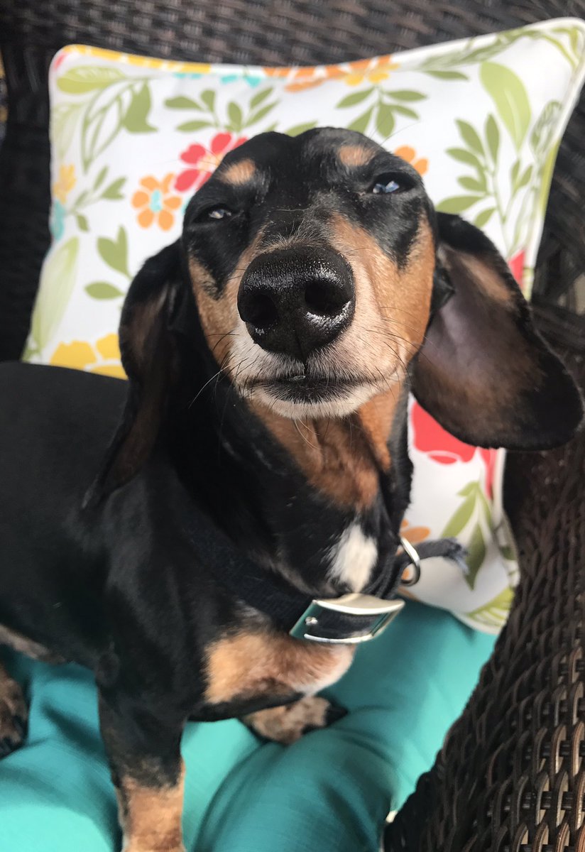TheDobey's tweet photo. It's too hot!! I'm melllltttiiinngggg! #texasheat #iammelting #butilookgood #mamalovesthispic https://t.co/DzTlyjdMO3