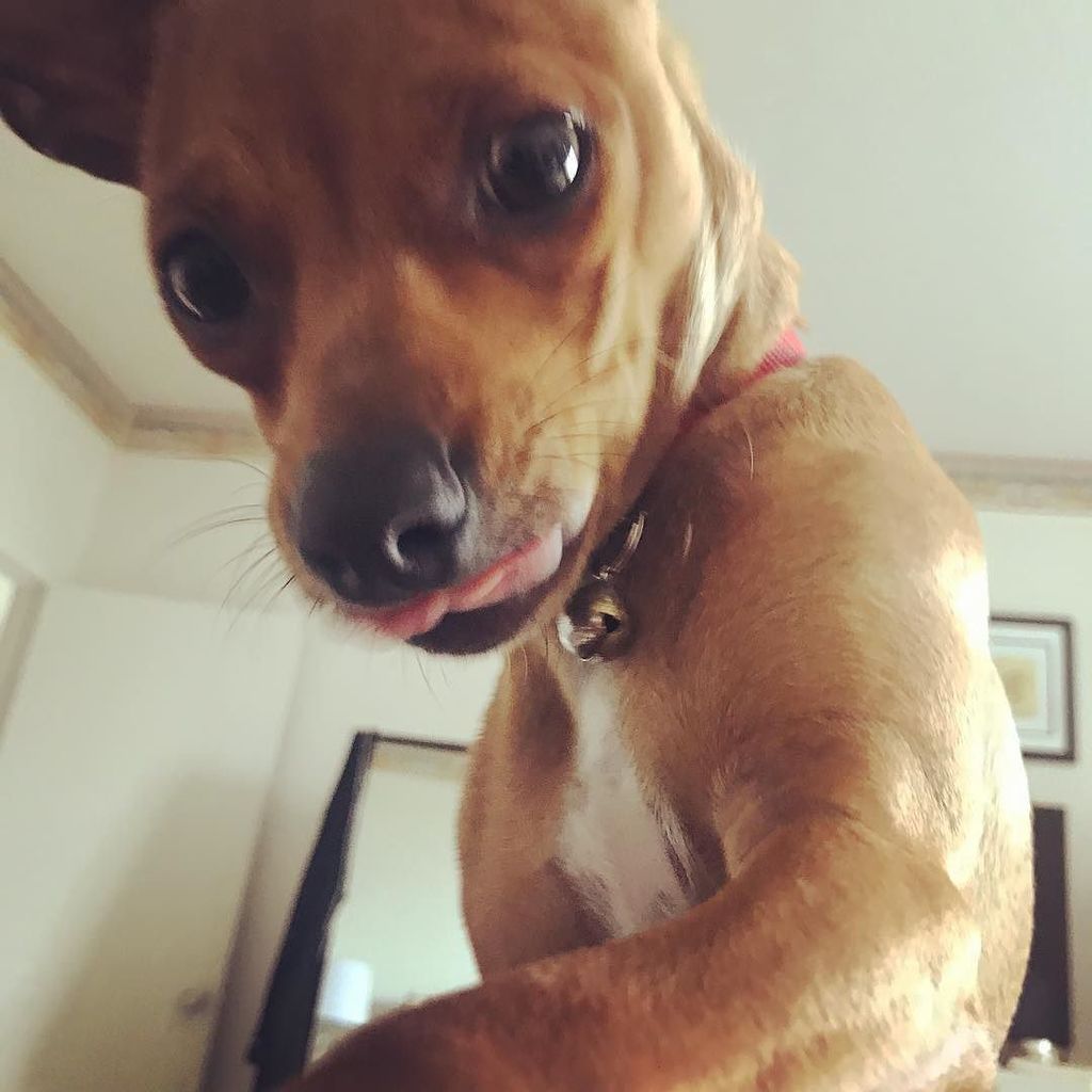 MiamiIsabel's tweet photo. Isa, leave the phone alone and pay attention to me! #pinchahua #chipin #dog #puppy #sammyfrommiami https://t.co/es6skNdRVB https://t.co/UTOszpSclS