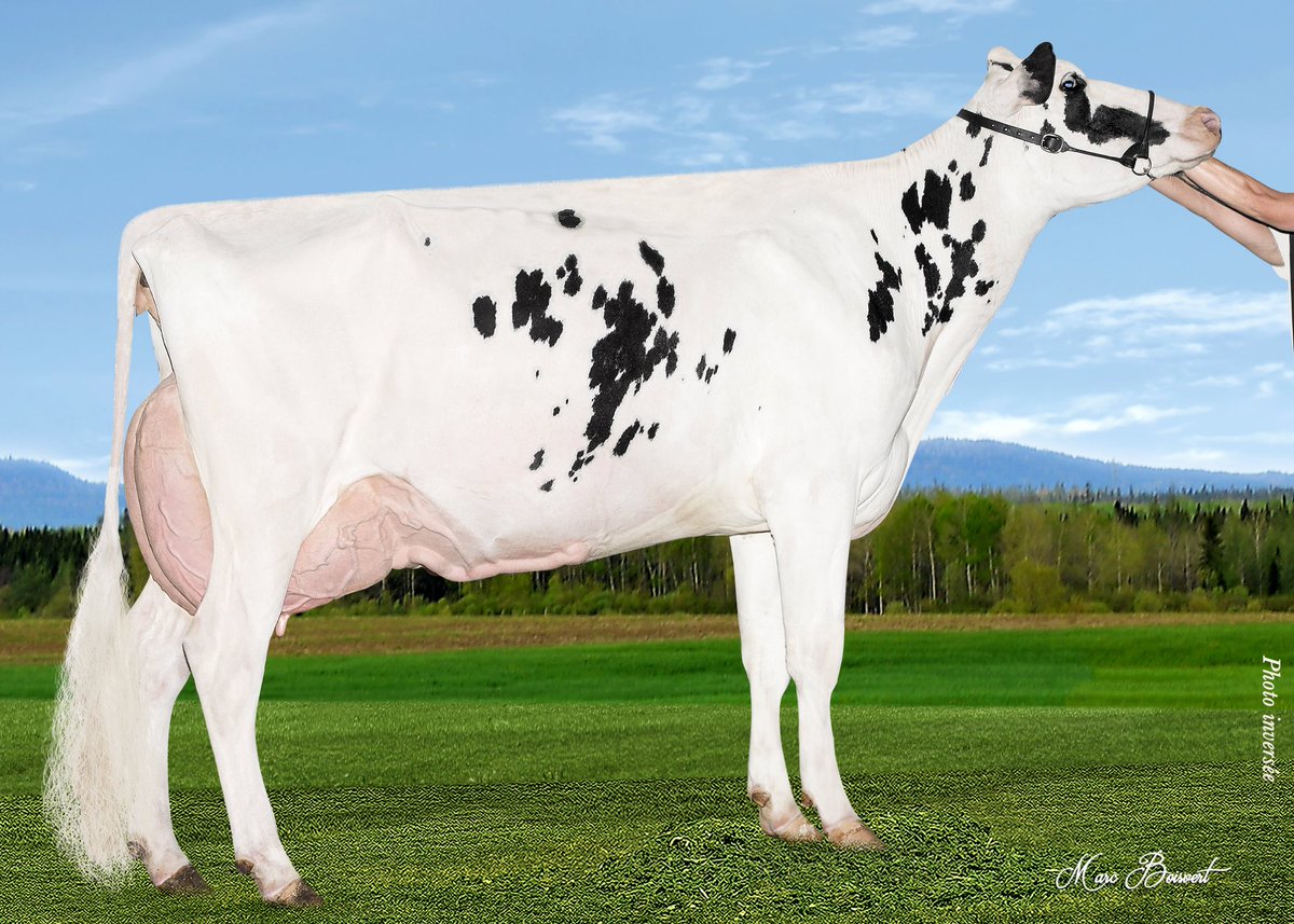 Meuhmy's tweet photo. Production, Type, Show!!
That cow family got everything that everyone wants!!
Princy Super Windy VG-88 3y
From Super Mega's family VG88 46* https://t.co/Al3kfhcz40