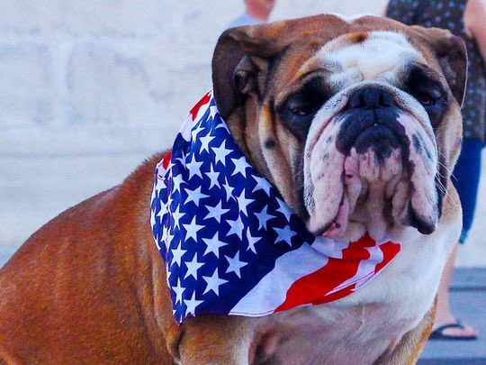 SDMS_Berlin's tweet photo. Hey Bulldogs! Get ready to rock the 4th tomorrow. Festivities start at 11:30. Dress to impress! #summerlearning2017 https://t.co/aA5XkiU3Sf