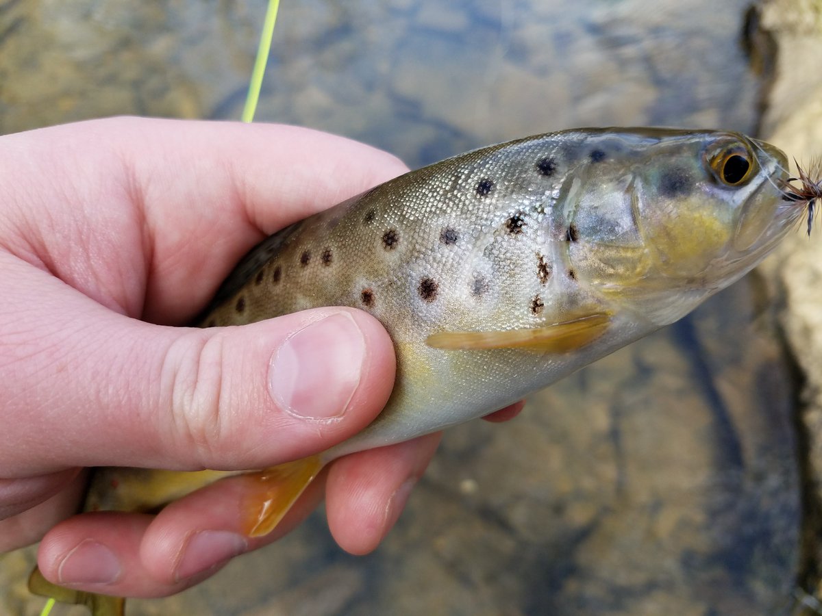Playing_Angles's tweet photo. Cute #brownie on a homemade #Adams dry. #dryfly #flytying #flyfishing #trout #browntrout #flyfishPA #laurelhighlands https://t.co/NAjKJsOere
