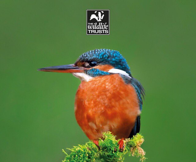 We saw #30DaysWild  #kingfishers, #egrets and water voles <a href="/GwentWildlife/">Gwent Wildlife Trust</a> #Magor #Marsh with our <a href="/FTB_law/">Francis Taylor Building</a> #M4 Barrister, Charles Streeten