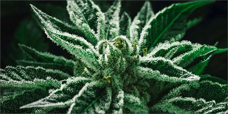 Harmony_Roots's tweet photo. What Is The #StaircaseEffect And How Does It Affect Your High? https://t.co/wqfU1FMNtN via @HERBworthy https://t.co/91N02etCqs