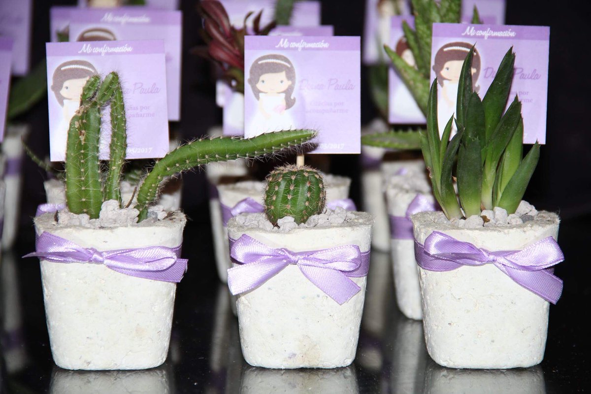 EcoArteBonsai's tweet photo. Recuerditos de CACTUS Y SUCULENTAS para tu evento https://t.co/UsHv83E9OG https://t.co/ct6d3Tcvl6