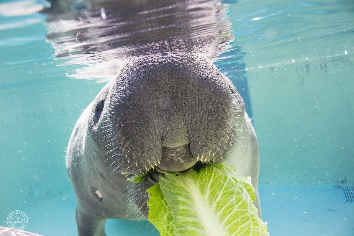 Mote Marine Lab on Twitter "*Lettuce* wish Mote Aquarium resident