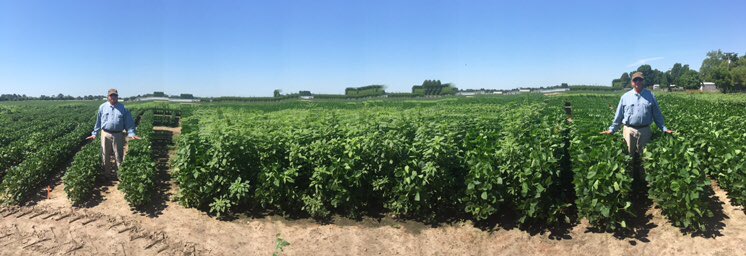 Liberty Link plot on left and Xtend plot on right same planting date after area hit by off target dicamba. Trick photography