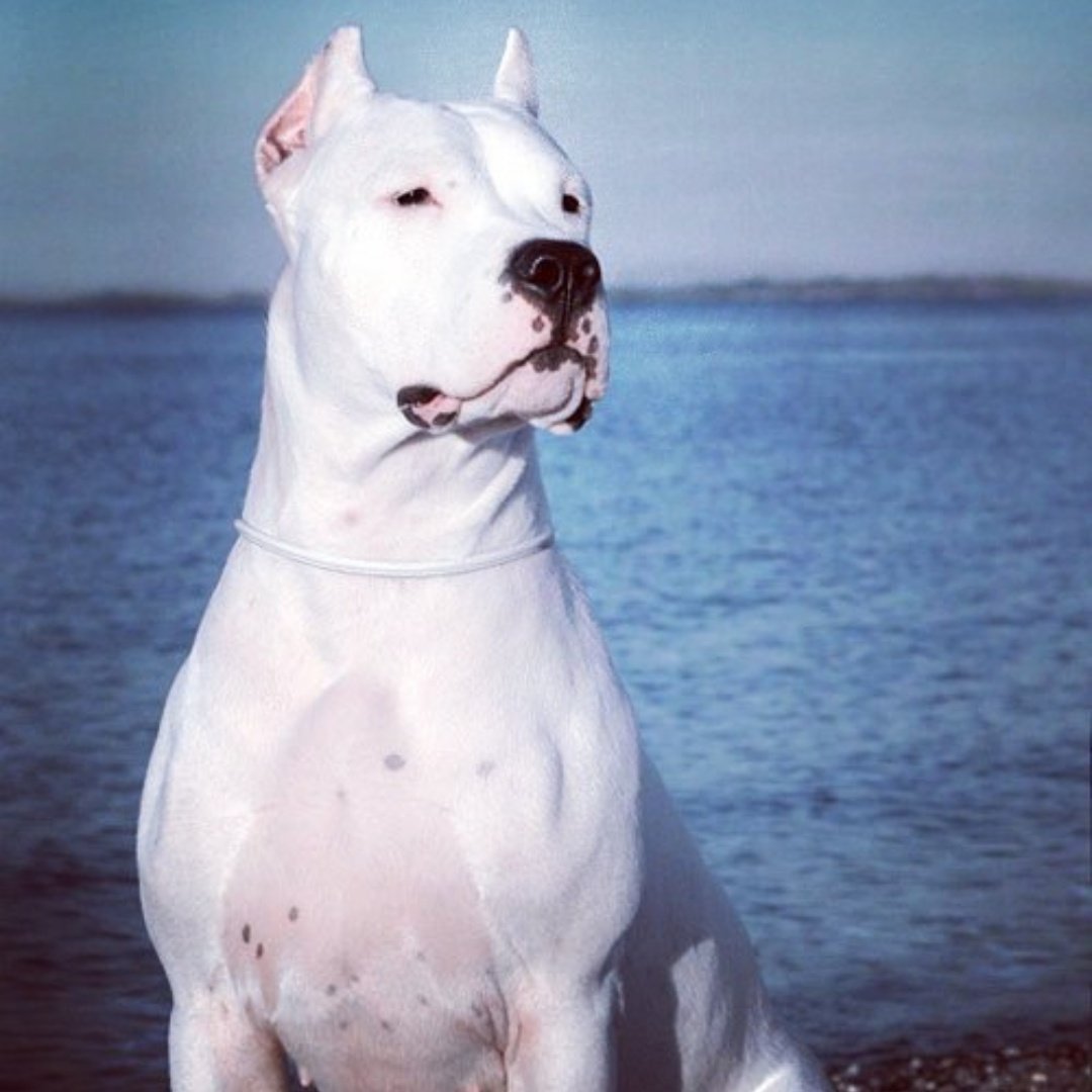 #dogoargentino 👊👊🐕