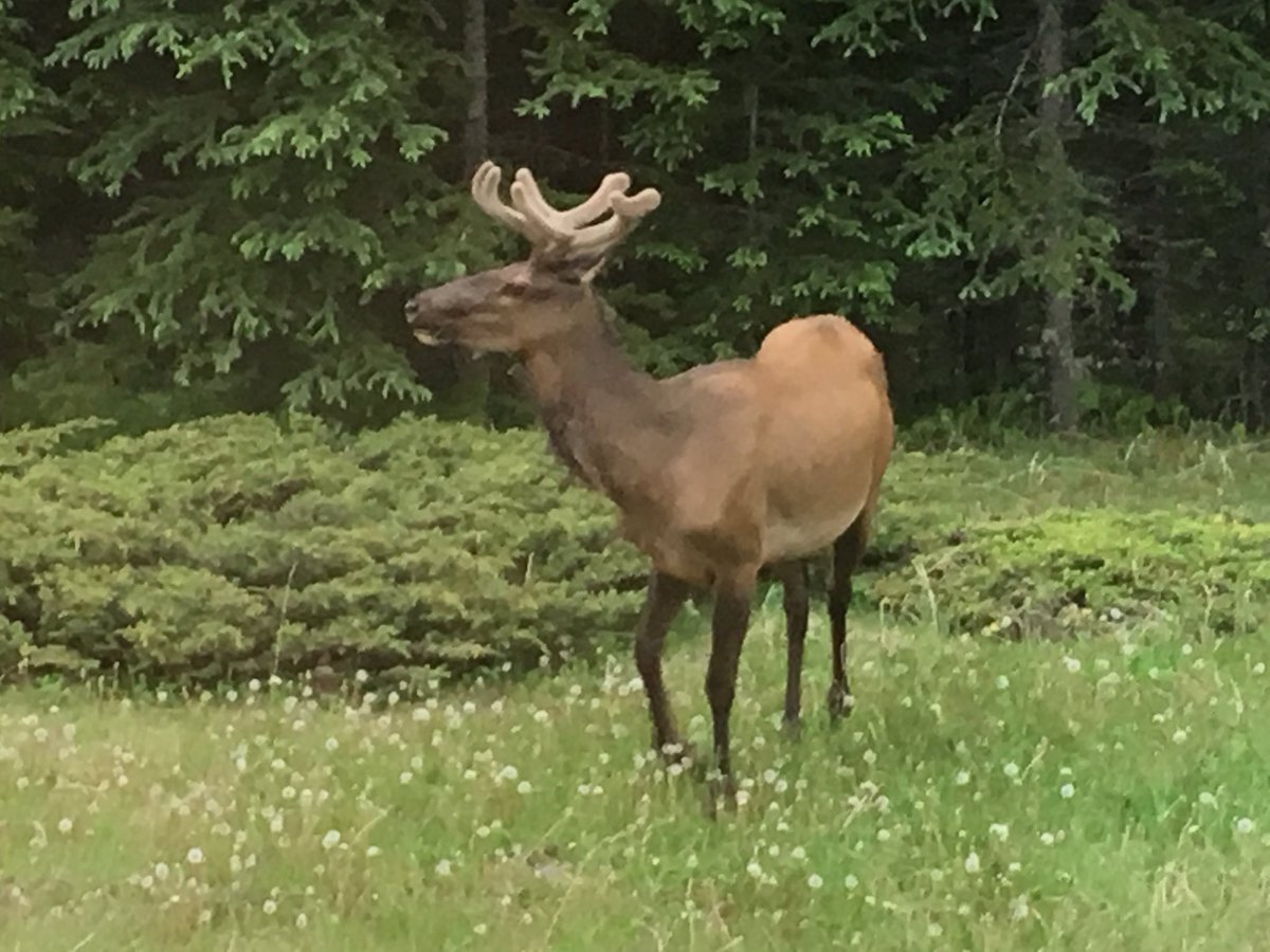 Shepherdscopes's tweet photo. Scouting elk in droves @Shepherdscopes #slgunworks #fitandfire https://t.co/XoYCf4JRY6