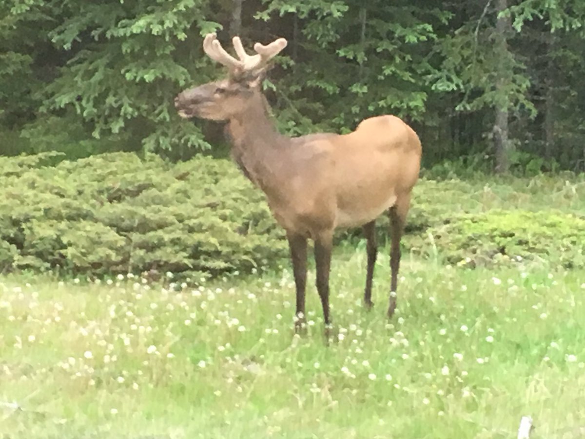 Shepherdscopes's tweet photo. Scouting elk in droves @Shepherdscopes #slgunworks #fitandfire https://t.co/XoYCf4JRY6