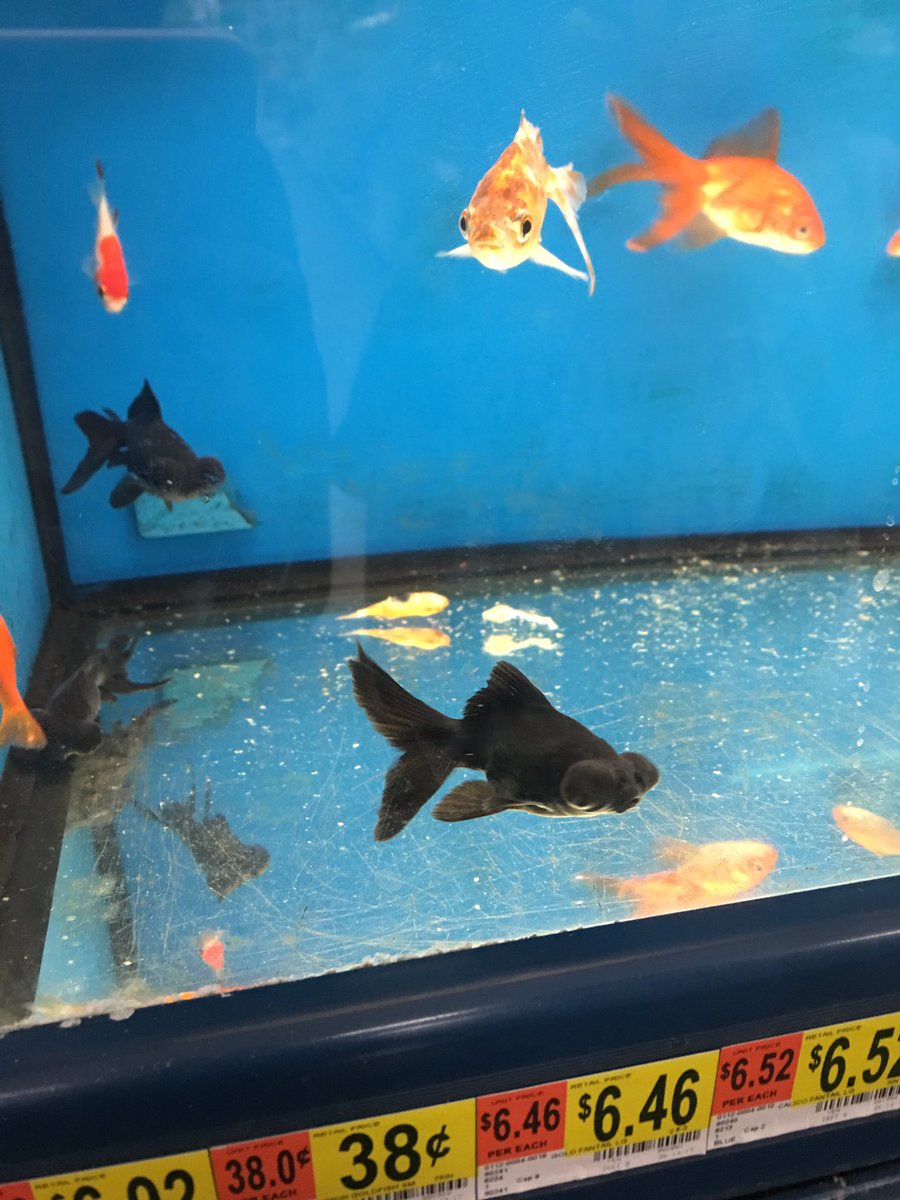 live fish for sale at walmart