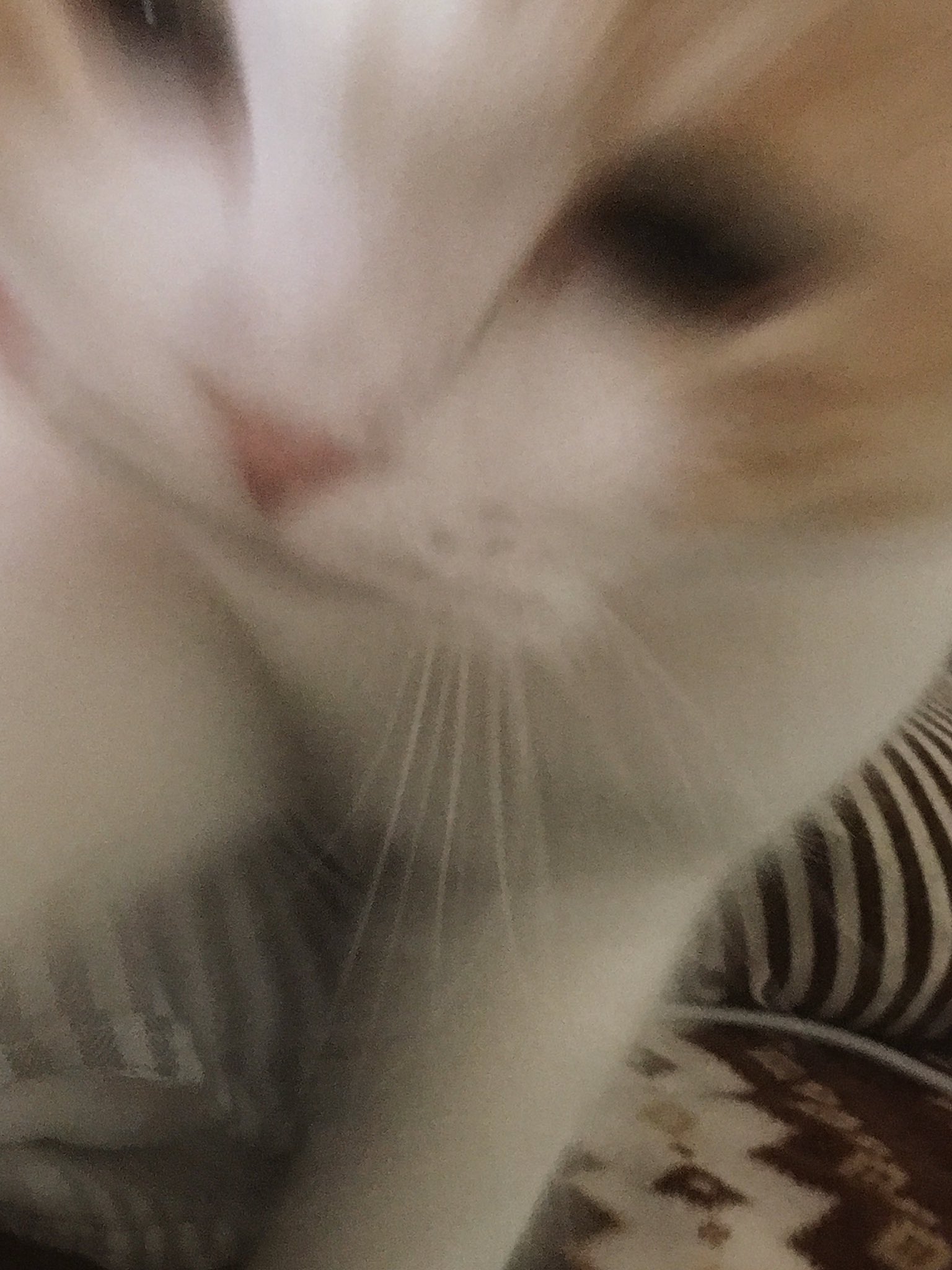 うちの猫の毎朝の起こし方がひどい件について えのげ うちの猫の毎朝の起こし方がひどい件について えのげ