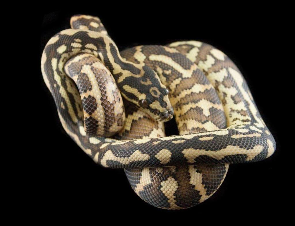 Moreliapython's tweet image. Citrus tiger het albino. #carpetpython #stripedcarpetpython #tigercarpetpython ift.tt/2t2pzEM