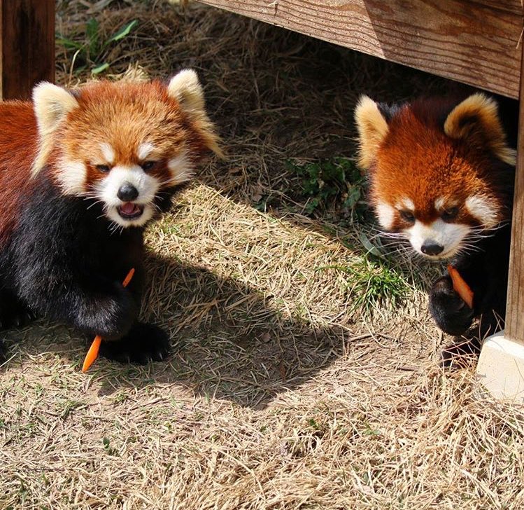 RedPandasDaily's tweet image. Carrot time 🥕