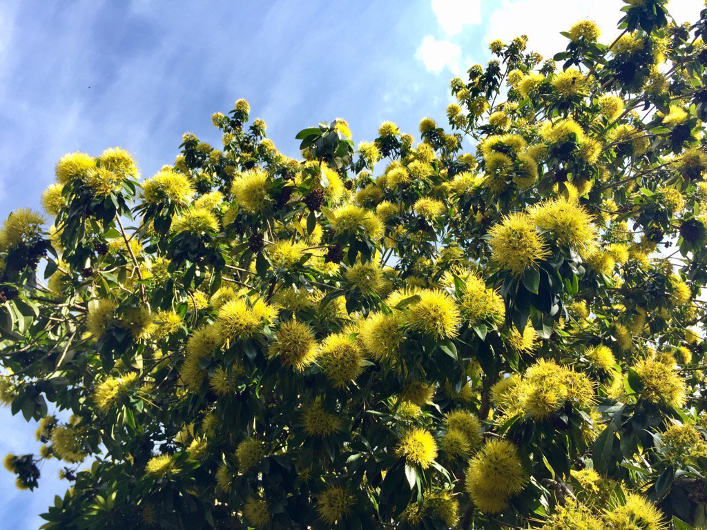 ApsaraCat's tweet photo. Golden pendas are glorious this year in Lismore. Another great Australian #rainforest sp in cultivation #xanthostemon https://t.co/Mto9mFWU9N