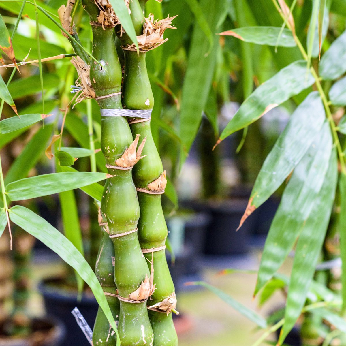 Bambusa Ventricosa »
Wussten Sie, dass dieser zierliche Bambus wegen der Verdickung im Stamm auch als „Buddha’s Belly“ bekannt ist?