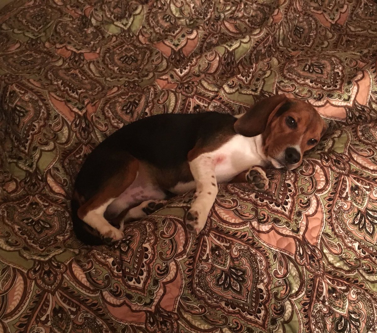 SamiteGaming's tweet image. Here's a picture of my puppy because that's all that really matters.