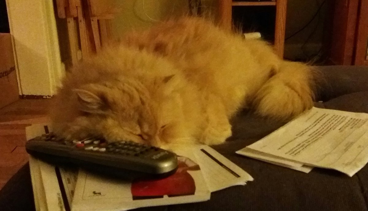 ambergurrl's tweet photo. When you want to change the channel but...#Feefers. https://t.co/IoyYhJEC6s